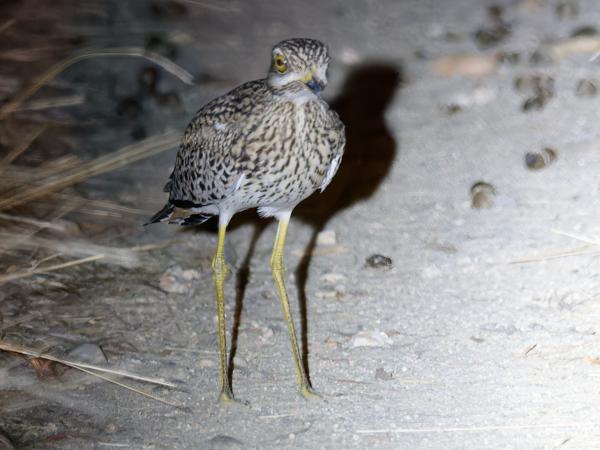 <h3>Burhinus capensis / Spotted thick‑knee / Kaapse griel</h3>OM-1 Mark II with OLYMPUS M.300mm F4.0, 1/320 sec at F4.0, ISO 12800, distance 16.2 m